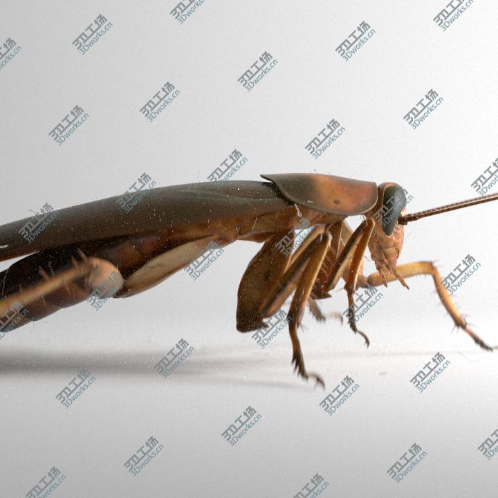 images/goods_img/20210319/Cockroach rigged and animated for Cinema 4d/1.jpg